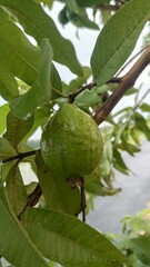 Close-Up of Guava Fruit on Tree Branch