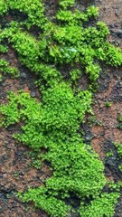 Close-up of Vibrant Green Moss Growing