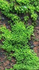 Closeup of Green Moss Growing on Wall