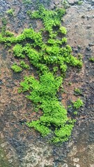 Green Moss Growing on Rough Wall Texture