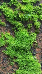 Close-Up of Green Moss Growing on Wall