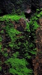 Obraz premium Moss Growing on an Old Brick Wall