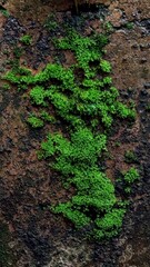 Moss Growing on a Wall Texture