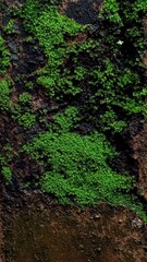 Closeup of Green Moss Growing on Wall