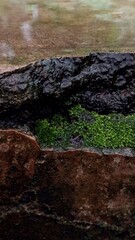Close-up of Moss Growing on Rock