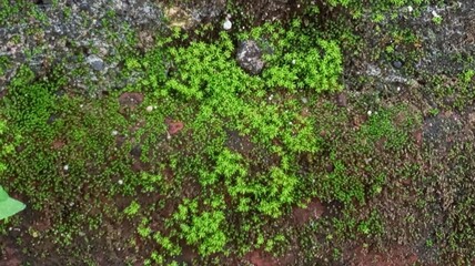 Close-Up of Mossy Green Brick Wall