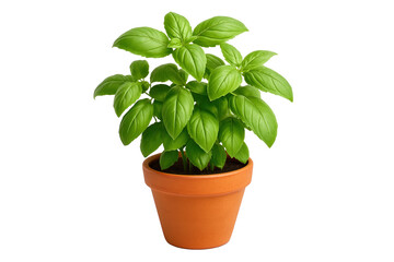 Obraz premium Fresh basil growing in a clay pot, showing green leaves, on transparent background for cooking or garden concept.