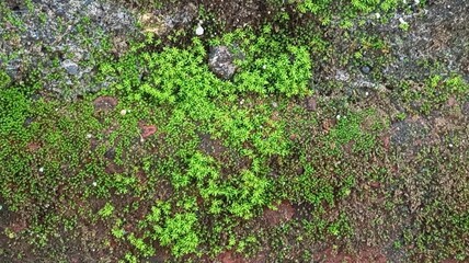 Close-Up of Moss Growing on Wall