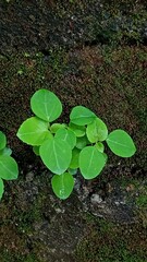 Close-Up of Green Plant Growing on Moss