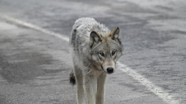 Wolf in the Canadian Rockies in the late winter