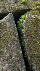 Moss Growing Between Stones Close-Up