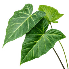 Obraz premium Alocasia Leaves on White