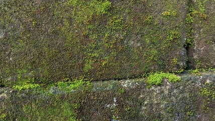 Close-Up of Mossy Brick Wall Texture