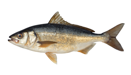 Silver Fish on Transparent, Realistic Cutout Graphic