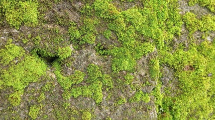 Closeup of Moss Growing on Rock