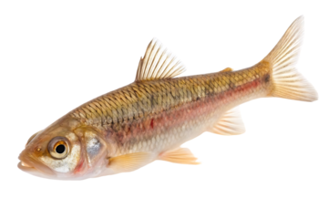 Small Freshwater Fish on White