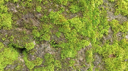 Close-Up of Green Mossy Rock Texture