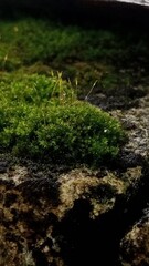 Close-Up of Green Moss Growing Outdoors
