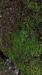 Closeup of Moss Growing on a Rock