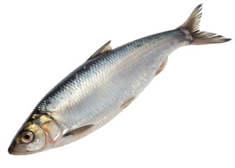 Whole Herring Fish
