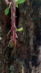 Close-Up of a Plant Stem with Roots