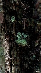 Moss Growing on Tree Trunk Close-Up