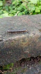 Close-up of a Millipede on a Stone