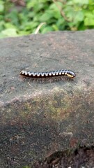 Close-up of Black Millipede on Stone