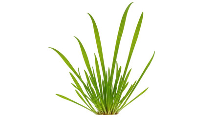 Isolated Green Grass Patch