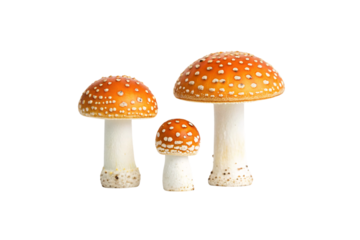 Three red spotted mushrooms with white stems varying in size displaying classic fairy tale toadstool characteristics, isolated on a transparent background