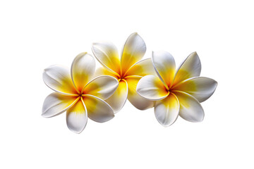 Two white plumeria flowers with yellow centers displaying five petals each in tropical blooming state, isolated on a transparent background