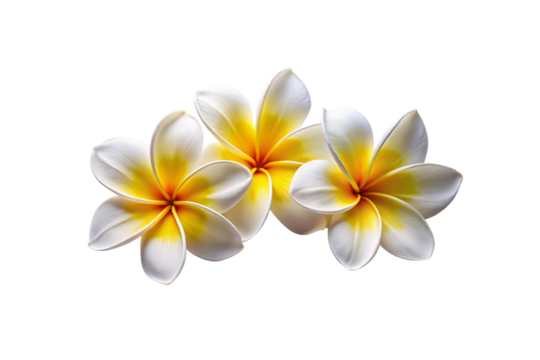 Two white plumeria flowers with yellow centers displaying five petals each in tropical blooming state, isolated on a transparent background