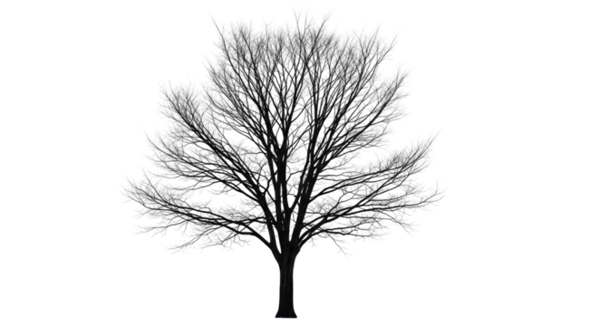 Isolated Silhouette Leafless Tree