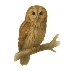 Freehand watercolor illustration of a cute owl. A hand-drawn watercolour badgerly. For design, postcards, wrapping paper