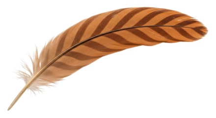 Isolated Feather