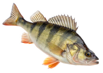 Fototapeta premium European Perch Fish