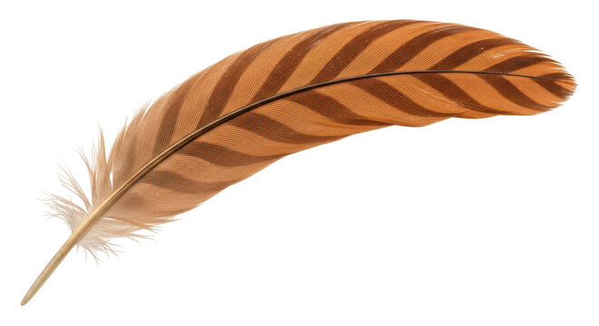 Isolated Feather