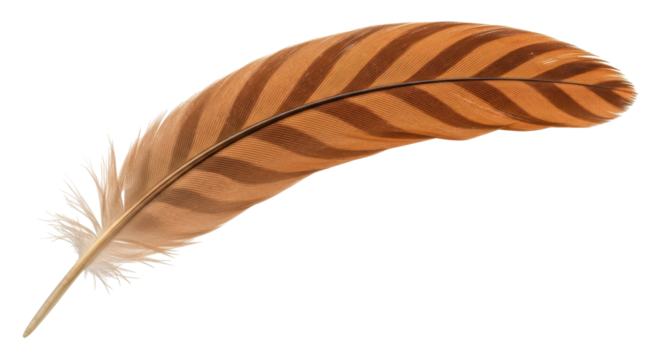 Isolated Feather