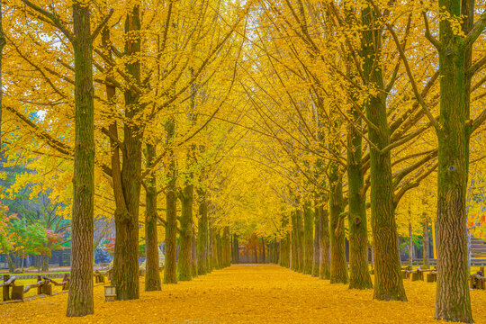 Nami Island in autumn and the beautiful yellow tree tunnel at Nami Island, South Korea.