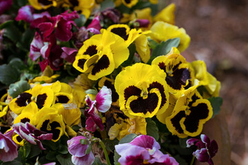 Close-up of colorful pansy flowers in full bloom. Vibrant yellow and purple petals with rich texture and natural lighting. Spring garden flowers