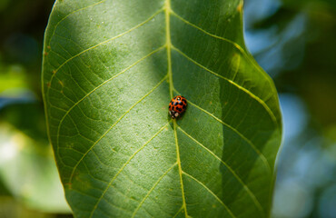 A red ladybug with black spots resting on the edge of a green leaf. Detailed macro image symbolizing spring and clean ecology.
