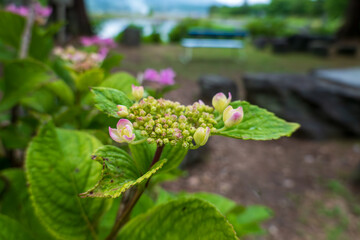 湖畔のベンチ越しに見るガクアジサイの蕾と花