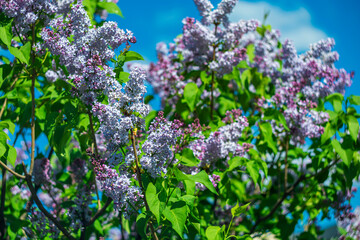 Obraz premium Bright spring lilacs on the blue sky.