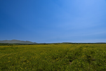 Fototapeta premium a field of yellow flowers with a blue sky