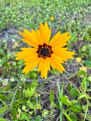 yellow dandelion flower