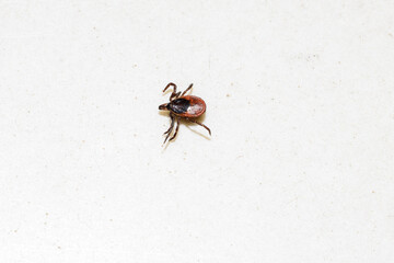 a tick on a white background