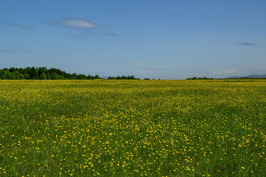 a field of yellow flowers with a blue sky - Powered by Adobe