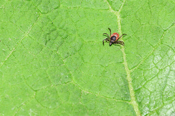 a ticks on a green leaf