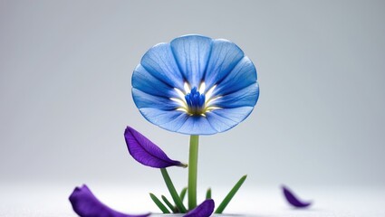 An isolated blue bachelor button on a white background, enhanced by purple petals.