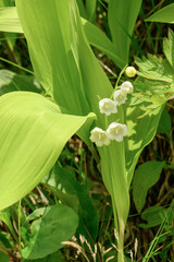 Obraz premium Lilies of the valley on a background of leaves